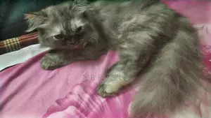 6-12 months Female Purebred Persian