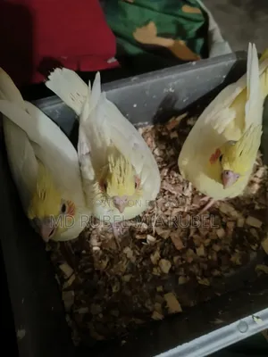 3 Beautiful Cockatiel Babies for Sale | Gazipur