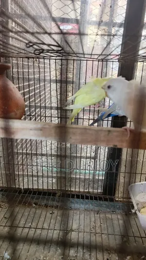 জেপি পাখি সেল করবো
