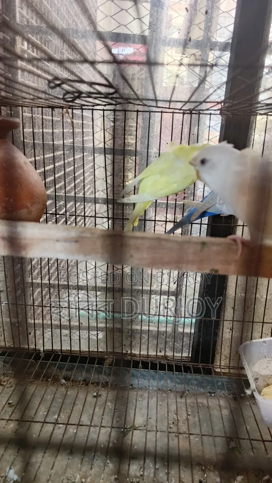 জেপি পাখি সেল করবো