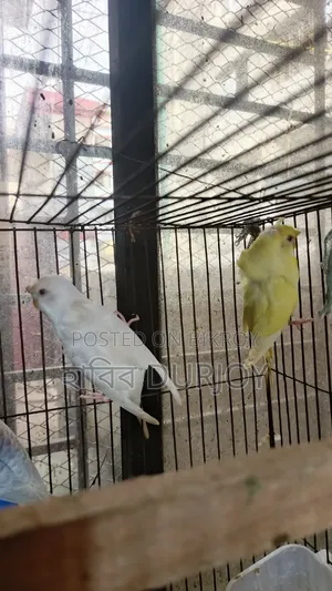 জেপি পাখি সেল করবো