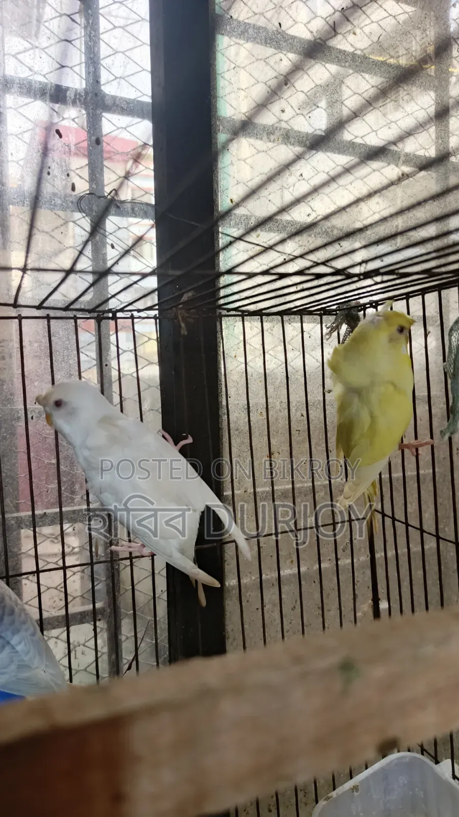 জেপি পাখি সেল করবো