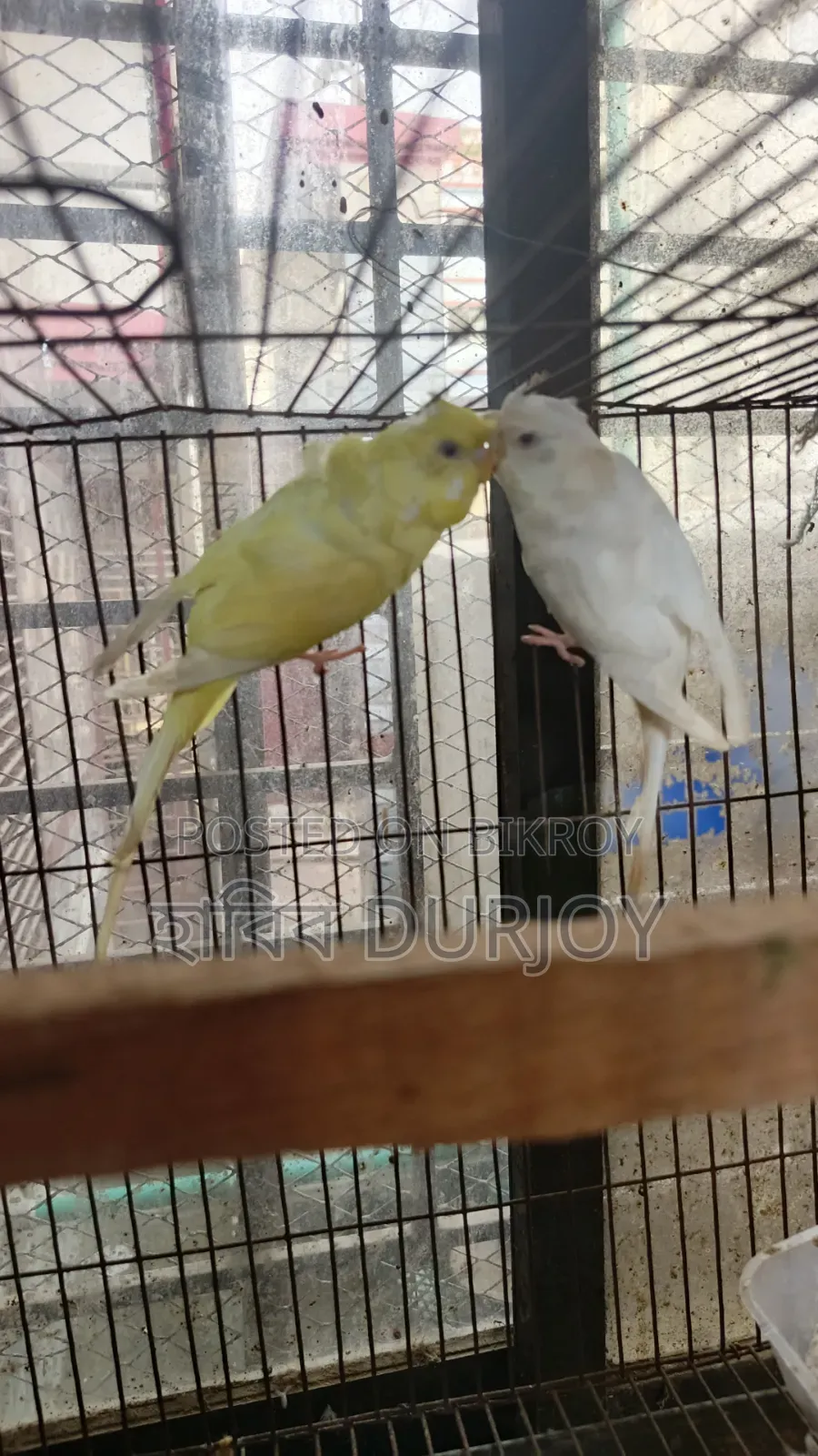 জেপি পাখি সেল করবো