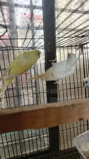 জেপি পাখি সেল করবো