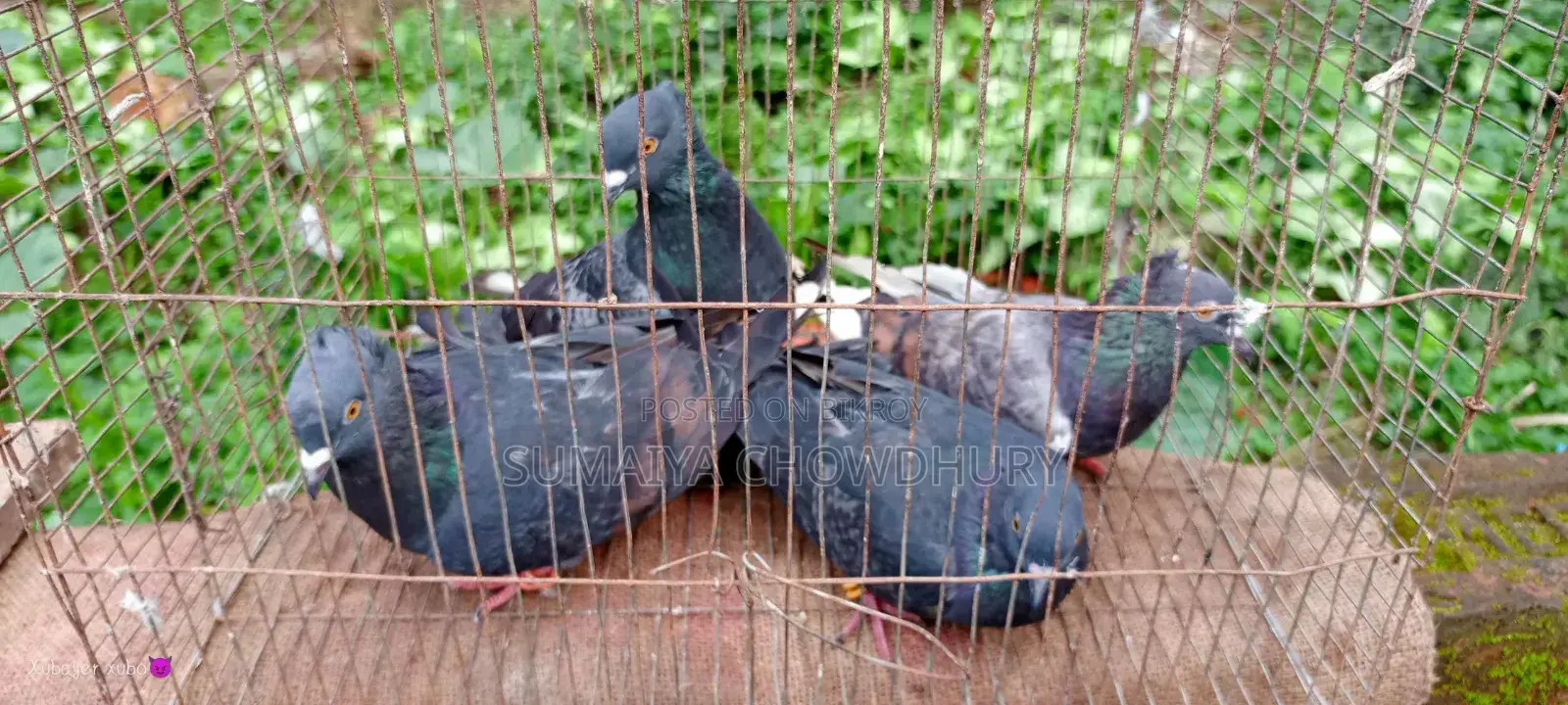 Black Golla Pigeon