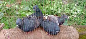 Black Golla Pigeon