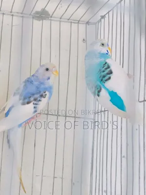 এক জোড়া পাইড বিক্রি করা হবে