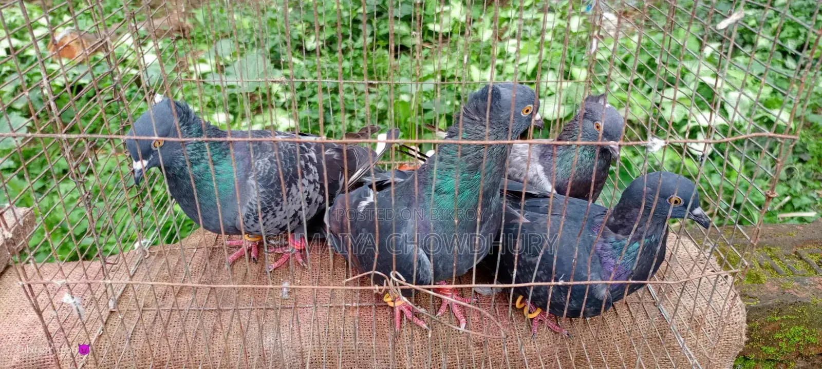 Black Golla Pigeon