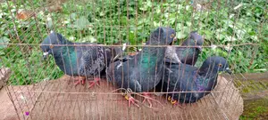 Black Golla Pigeon