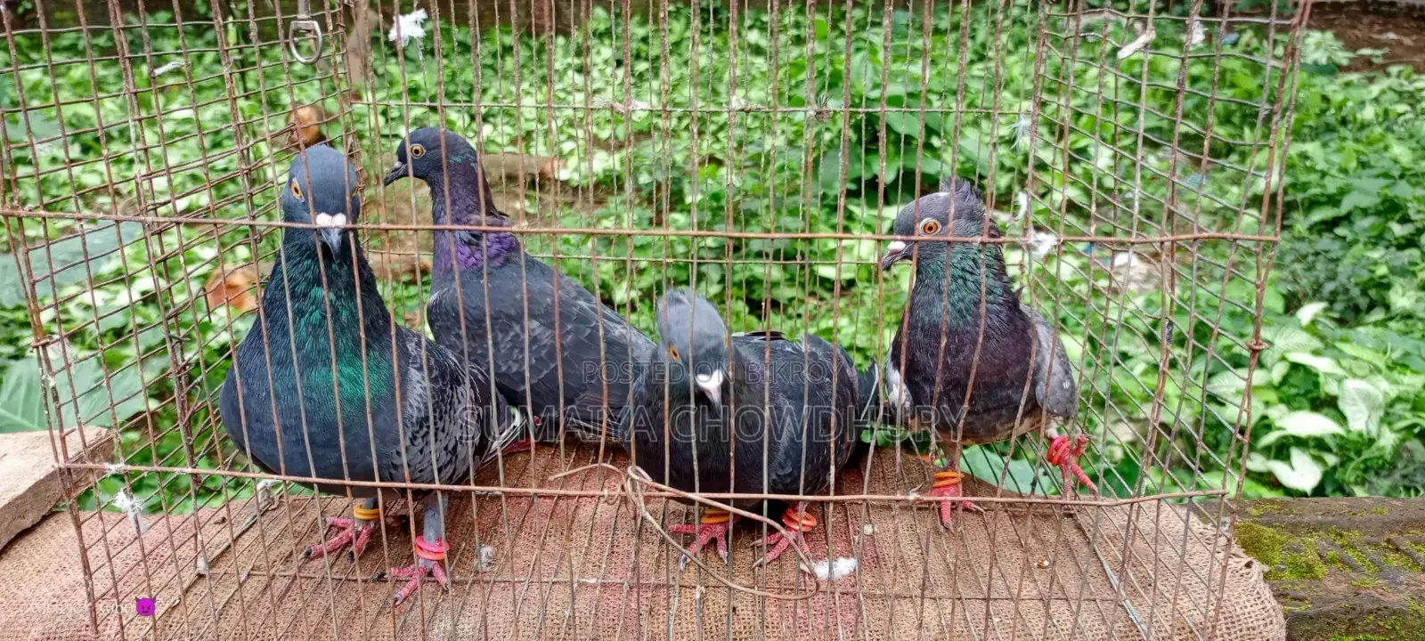 Black Golla Pigeon