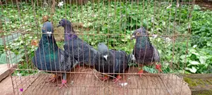 Black Golla Pigeon