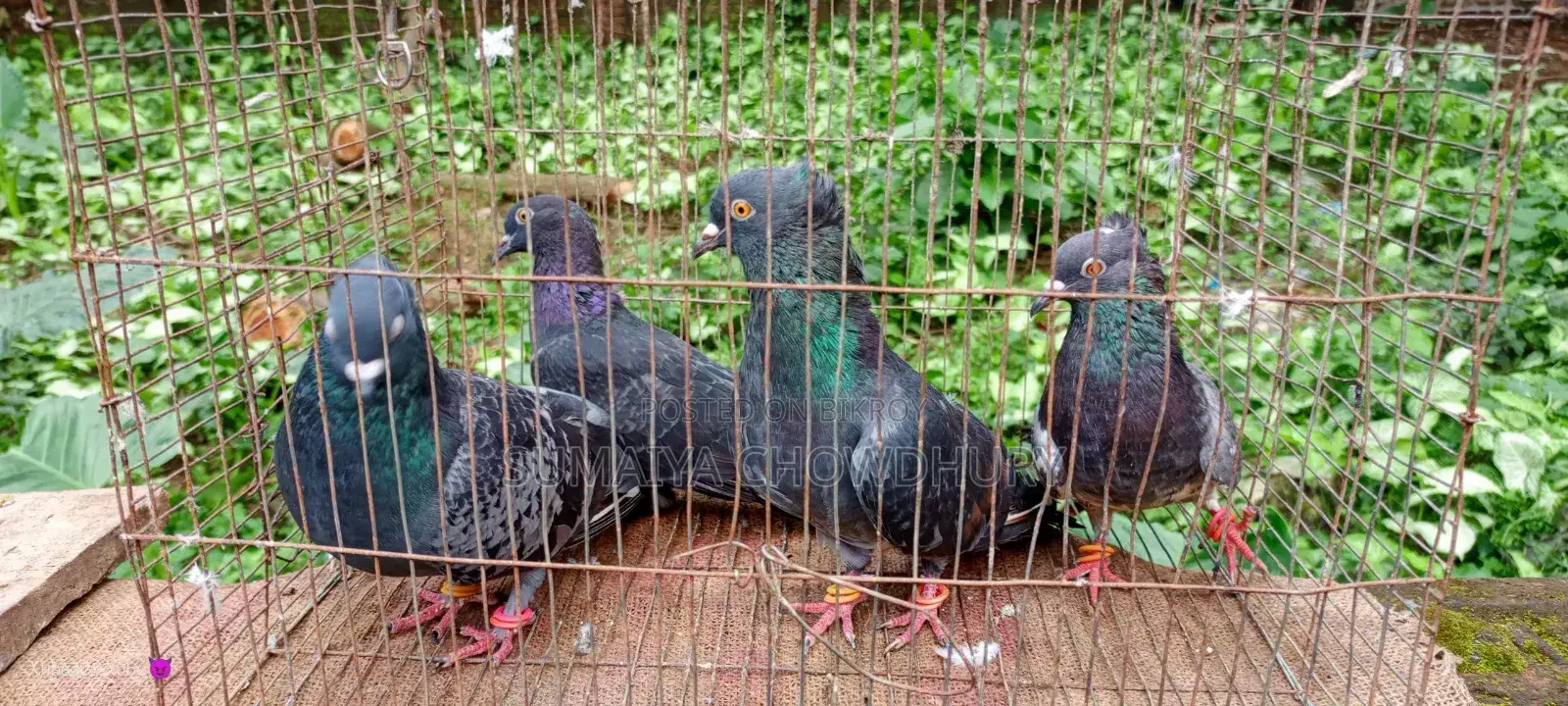 Black Golla Pigeon