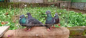 Black Golla Pigeon