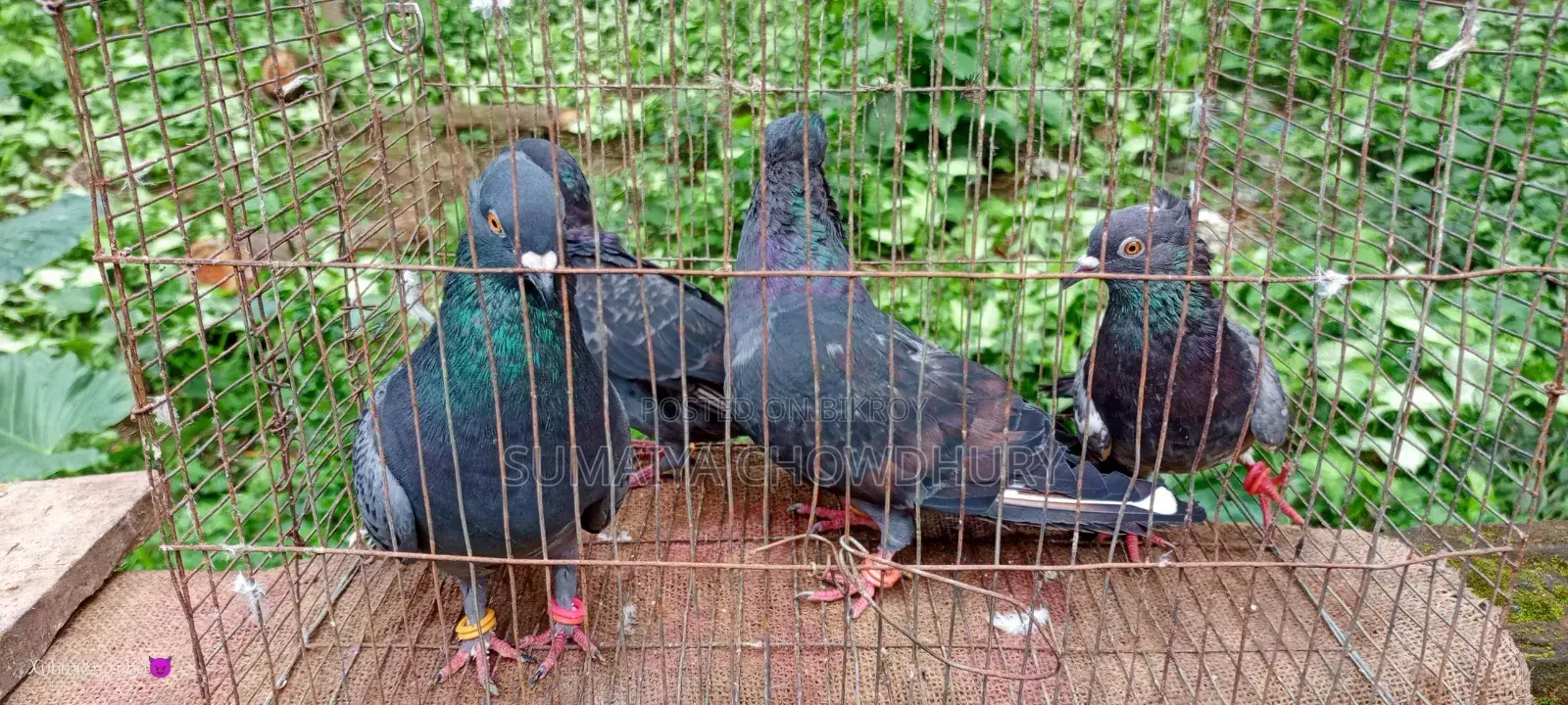 Black Golla Pigeon
