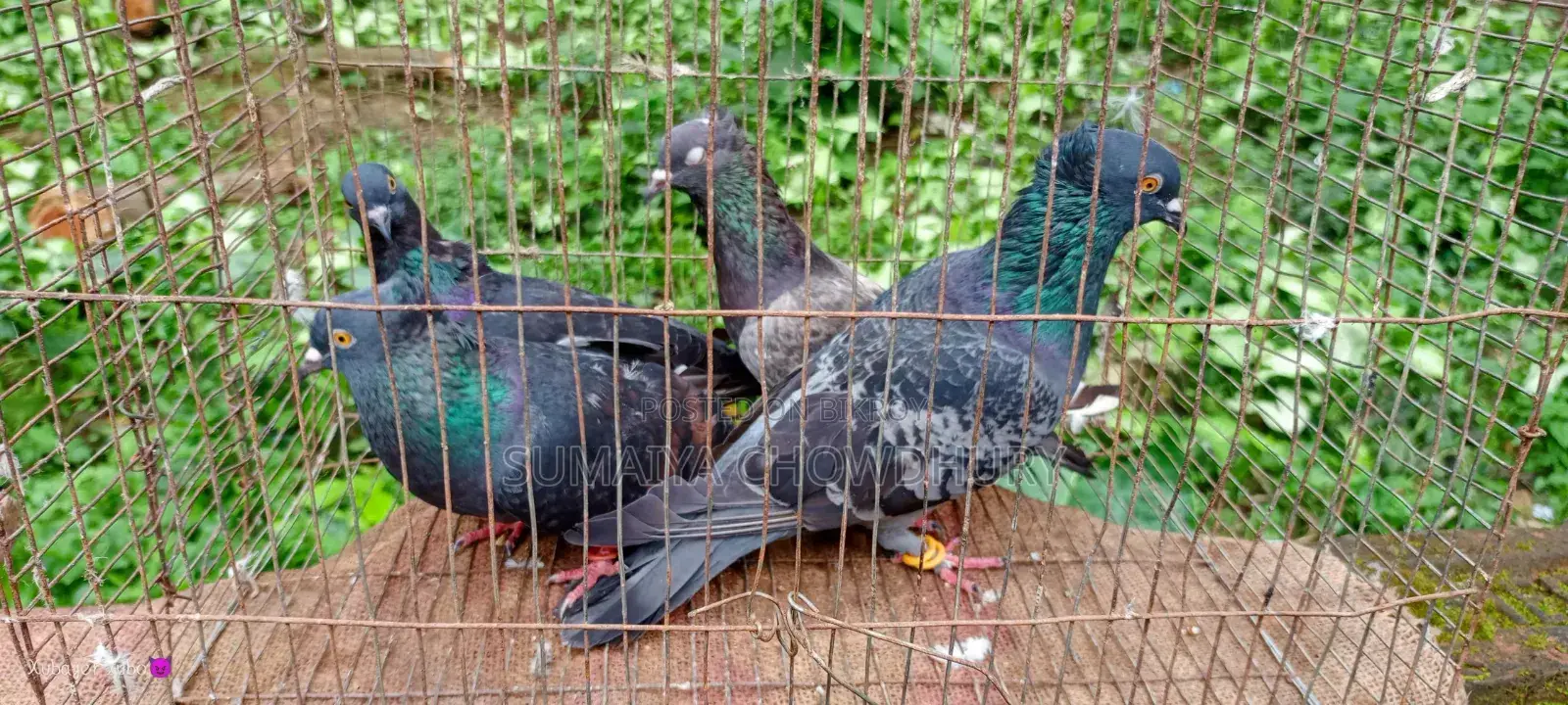 Black Golla Pigeon