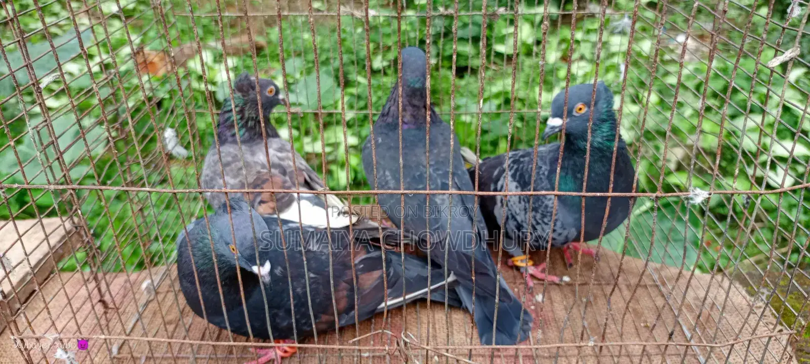 Black Golla Pigeon