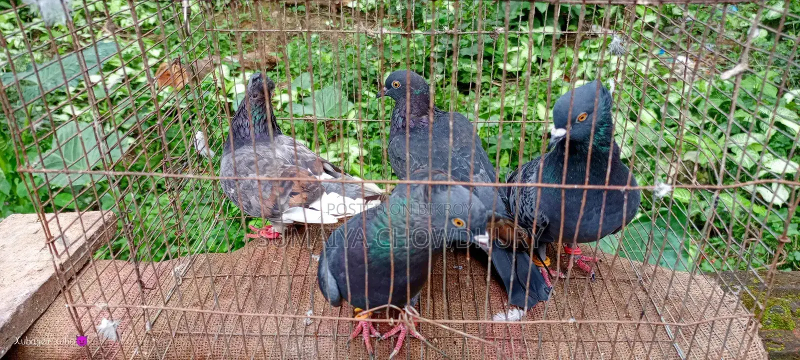 Black Golla Pigeon