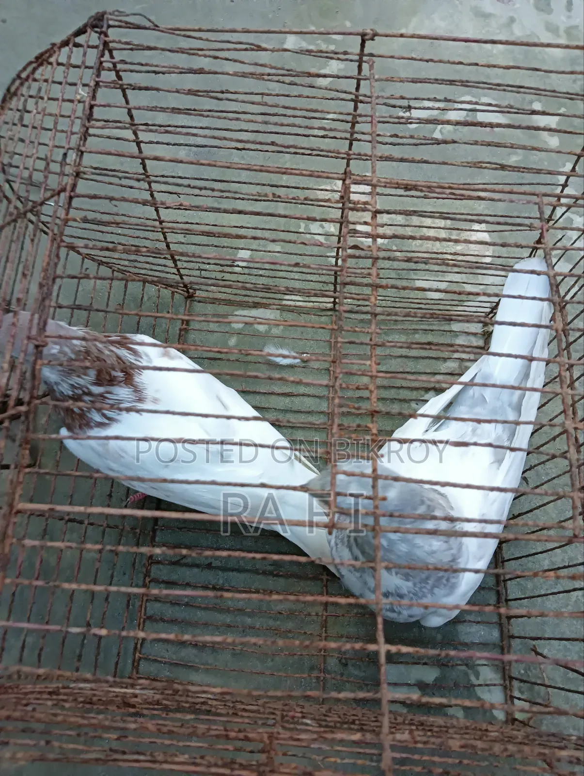 High Failure Pigeon বুদাপেস্ট কবুতর