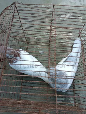 High Failure Pigeon বুদাপেস্ট কবুতর