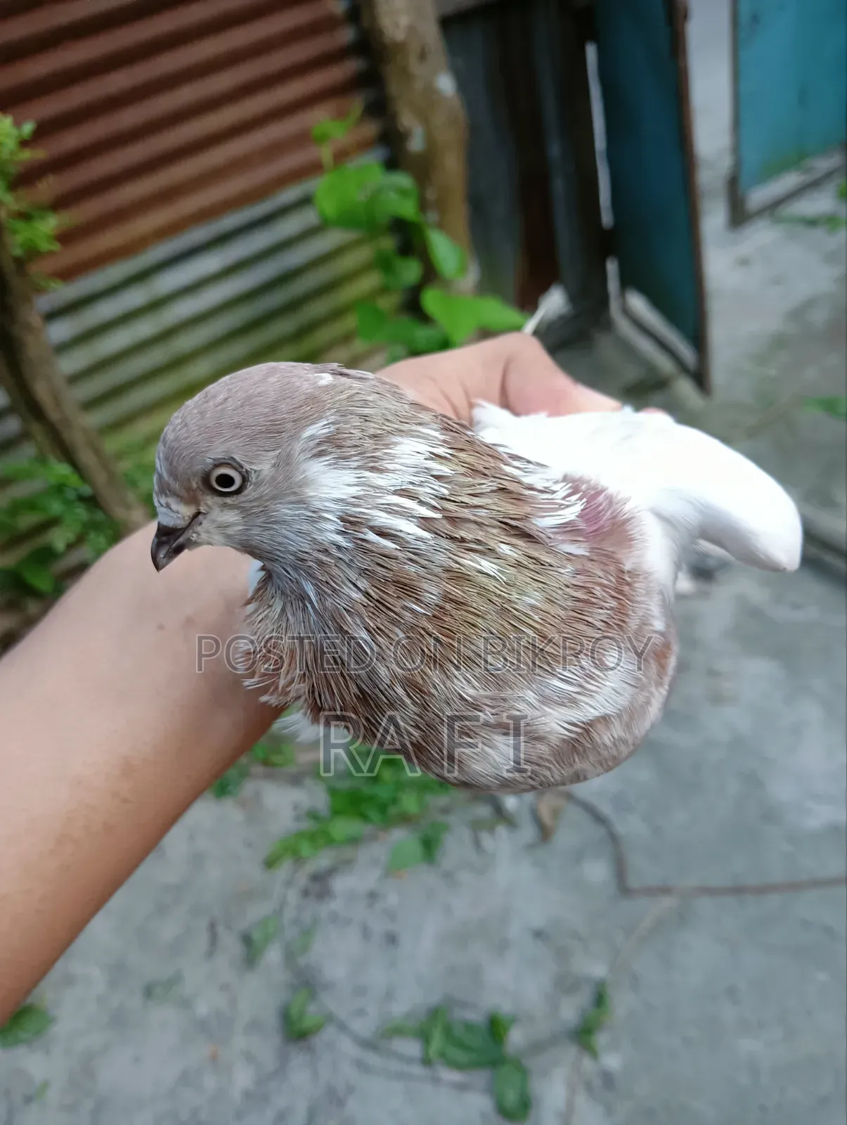 High Failure Pigeon বুদাপেস্ট কবুতর