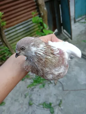 High Failure Pigeon বুদাপেস্ট কবুতর