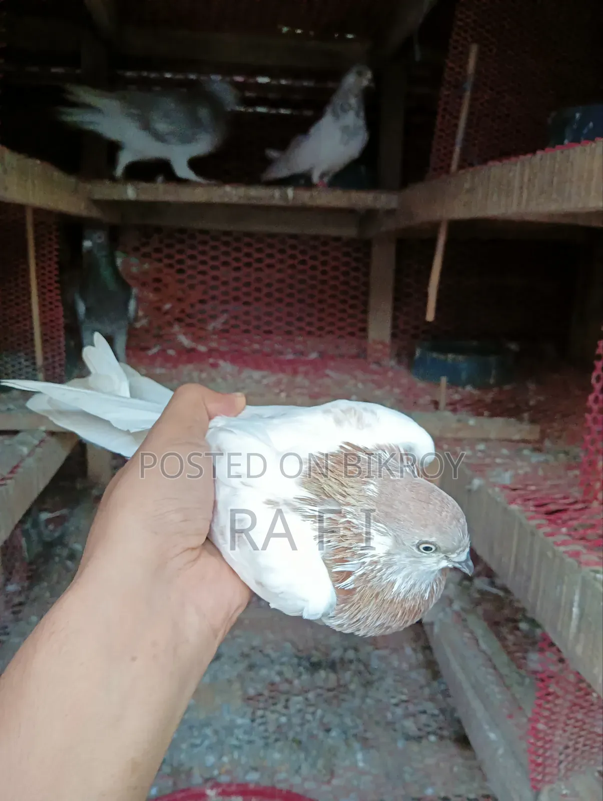 High Failure Pigeon বুদাপেস্ট কবুতর