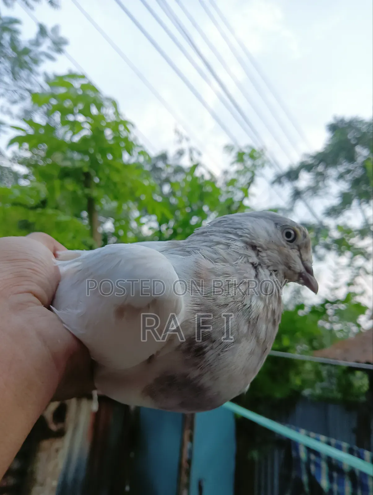 High Failure Pigeon বুদাপেস্ট কবুতর