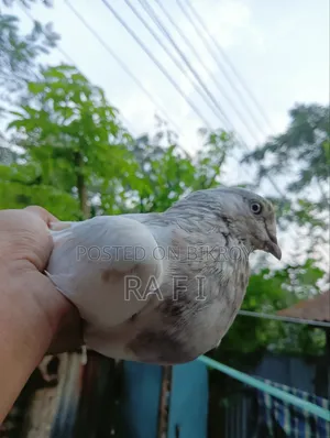 High Failure Pigeon বুদাপেস্ট কবুতর