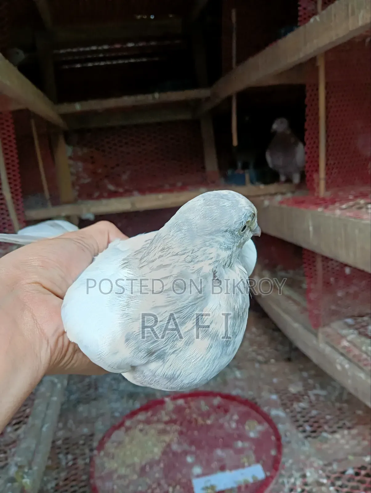 High Failure Pigeon বুদাপেস্ট কবুতর