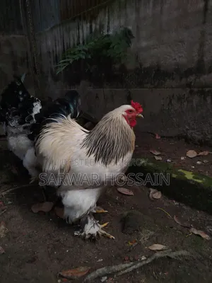 কলম্বিয়ার ব্রাহমা মোরগ