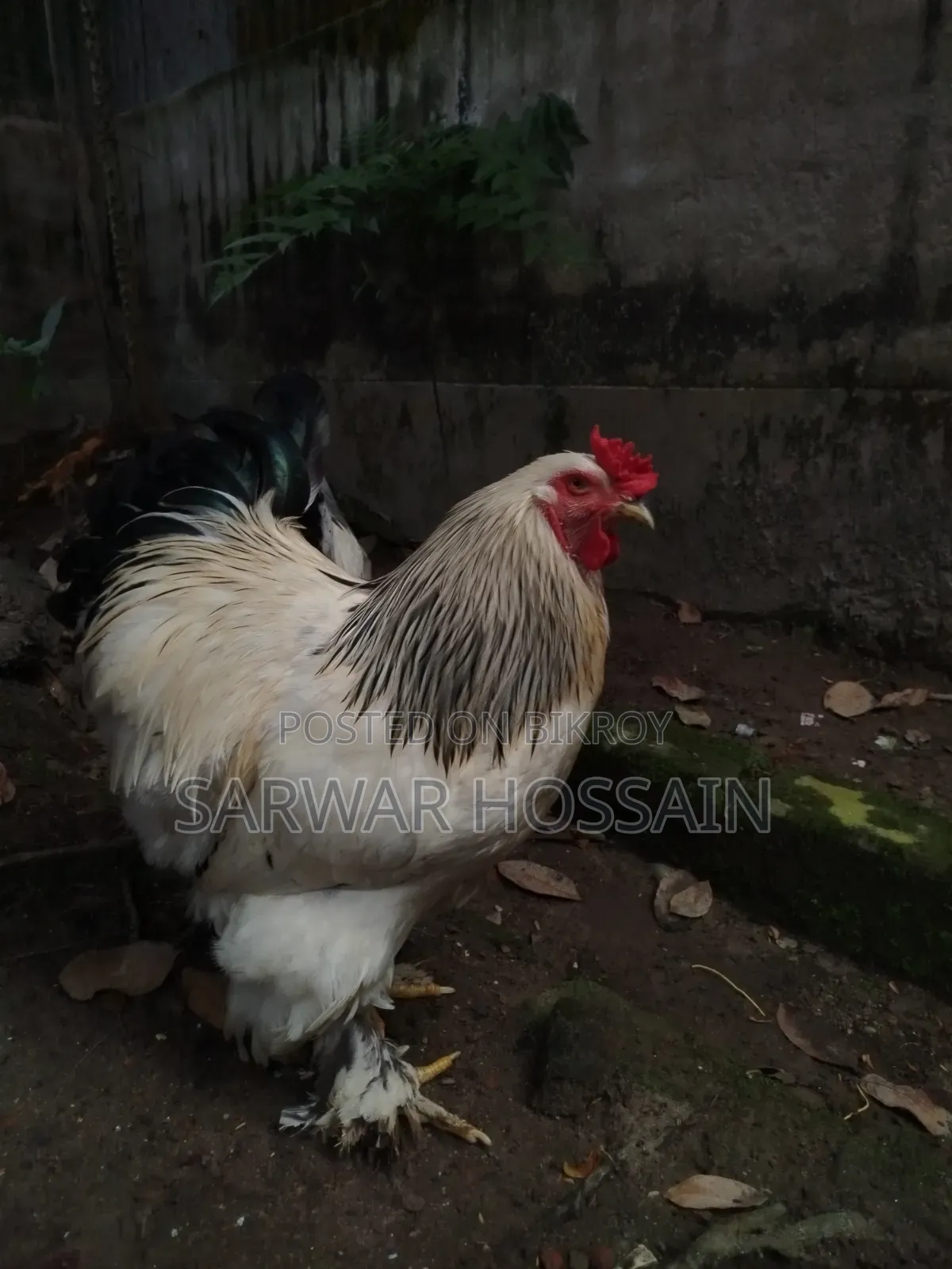 কলম্বিয়ার ব্রাহমা মোরগ