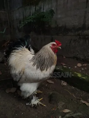 কলম্বিয়ার ব্রাহমা মোরগ