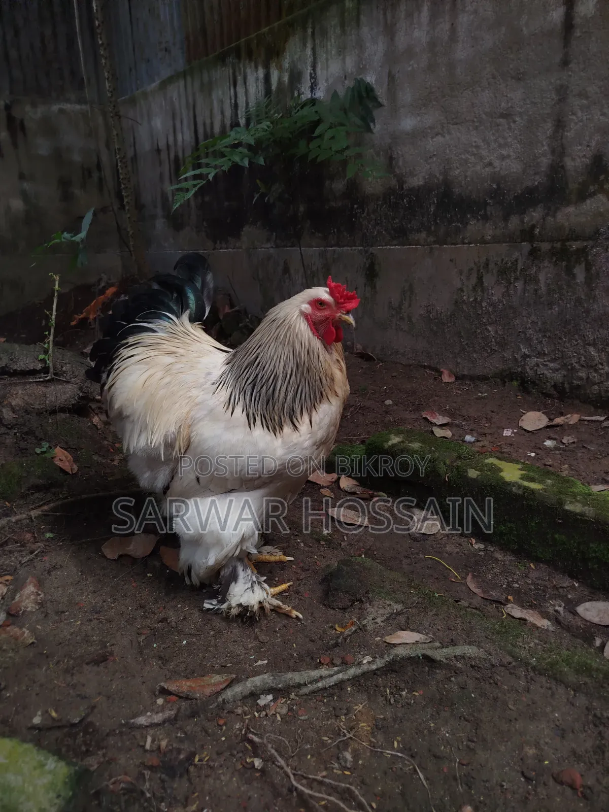 কলম্বিয়ার ব্রাহমা মোরগ