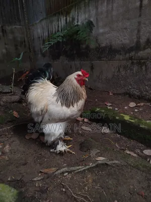 কলম্বিয়ার ব্রাহমা মোরগ