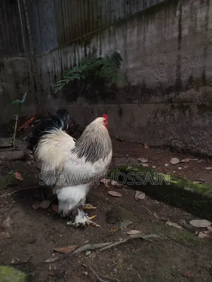 কলম্বিয়ার ব্রাহমা মোরগ