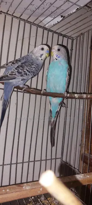 Running Budgies
