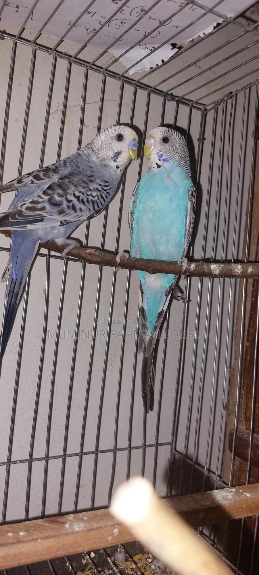 Running Budgies