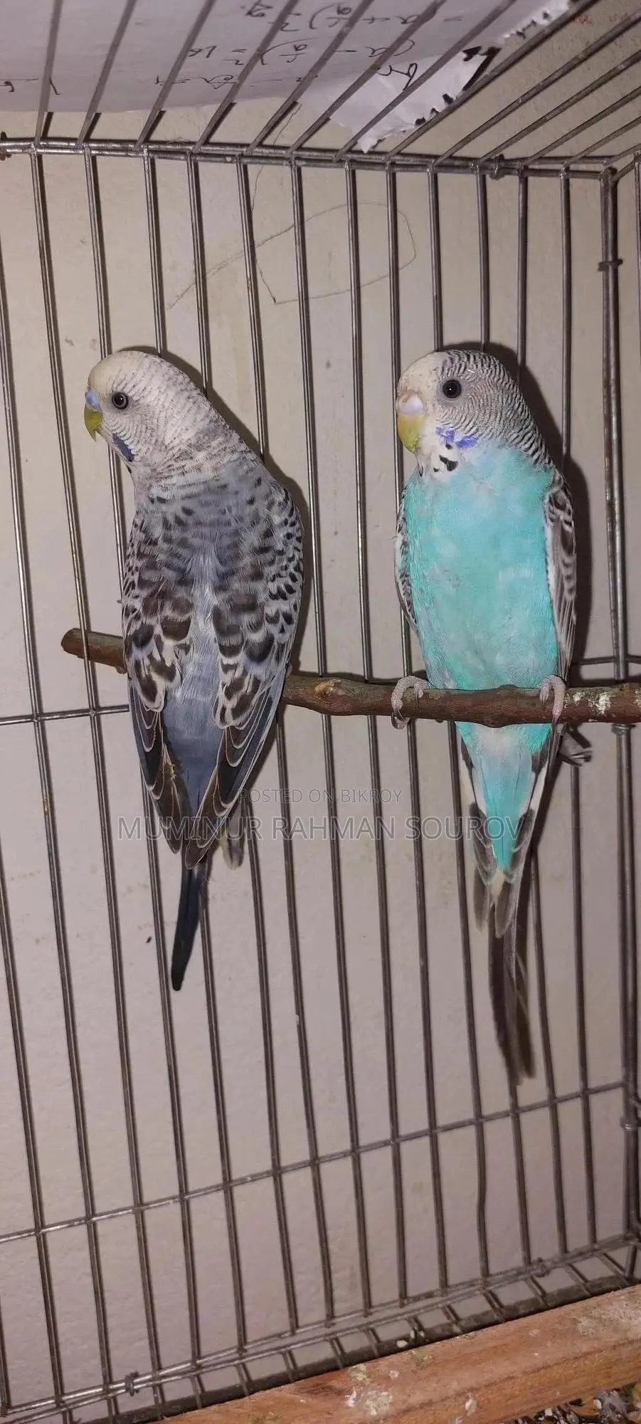 Running Budgies