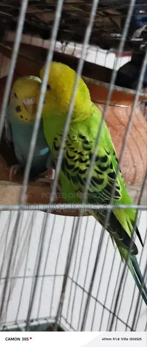 বাজরিগার ২০২৬