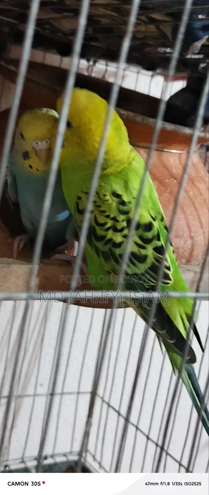 বাজরিগার ২০২৬