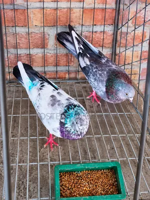 Giribaz Pigeon