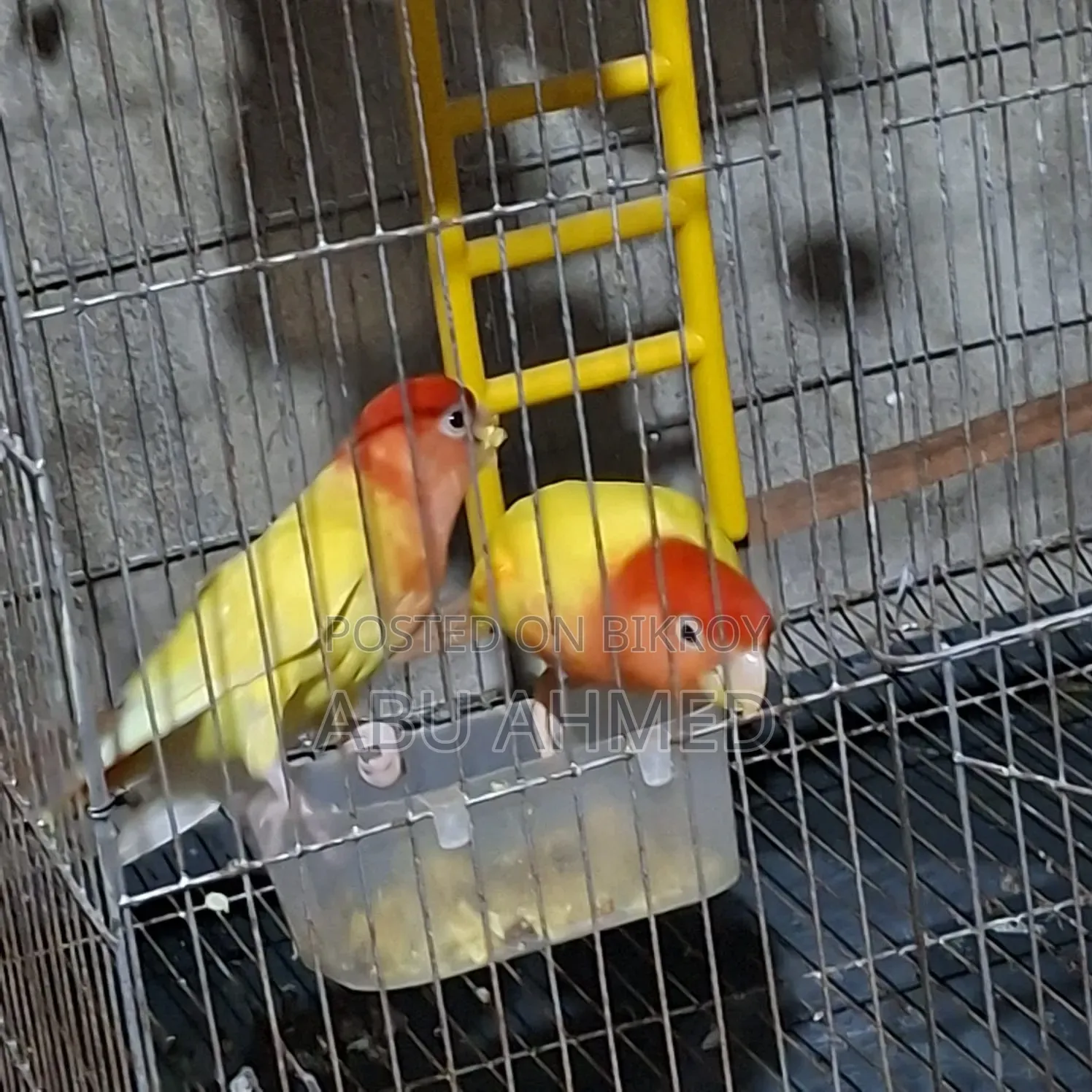 লাভ বার্ড ডিম সহ
