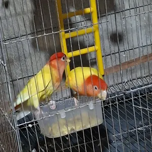 লাভ বার্ড ডিম সহ