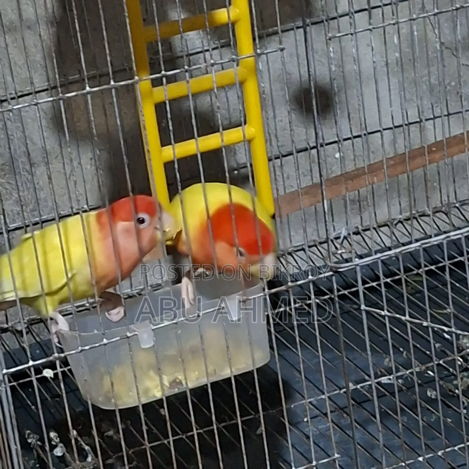 লাভ বার্ড ডিম সহ
