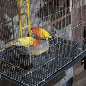 লাভ বার্ড ডিম সহ