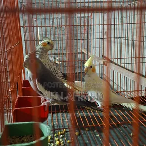 3 Cockatiels, 2 Adults, 1 Full Yellow Baby