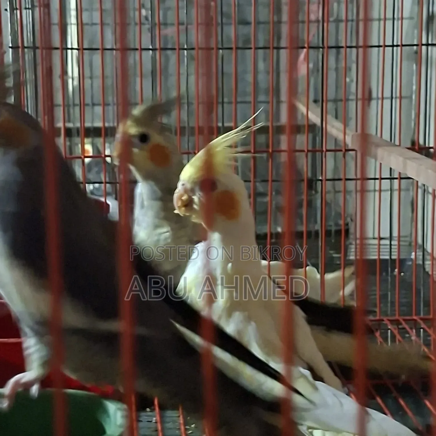 3 Cockatiels, 2 Adults, 1 Full Yellow Baby
