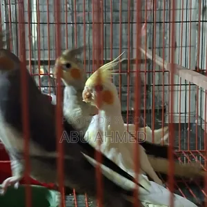 3 Cockatiels, 2 Adults, 1 Full Yellow Baby