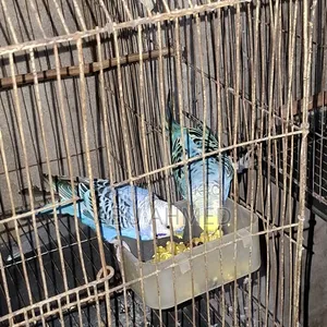 ডিম সোহো বাগরিগা ২ বার বাচ্ছা কোররা