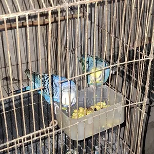 ডিম সোহো বাগরিগা ২ বার বাচ্ছা কোররা